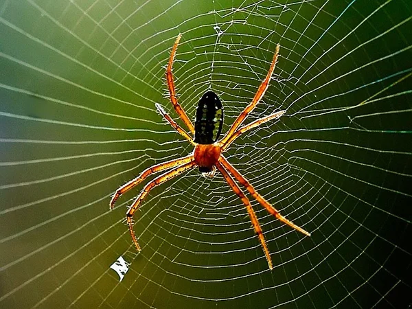 image3 3 - Con nhện đánh số mấy, giải mã chi tiết điềm báo, ý nhĩa giấc mơ