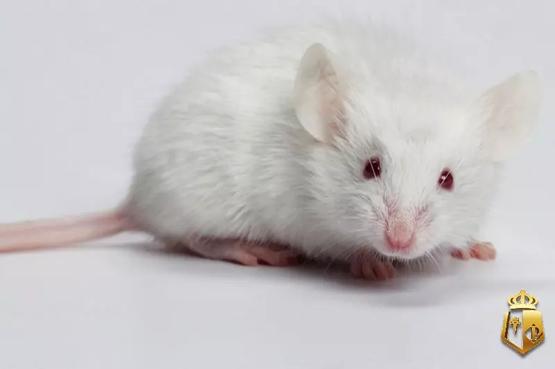 rOi8cmpL1A - Con chuột số mấy - Dự đoán thú vị nhiều con số cùng typhu88