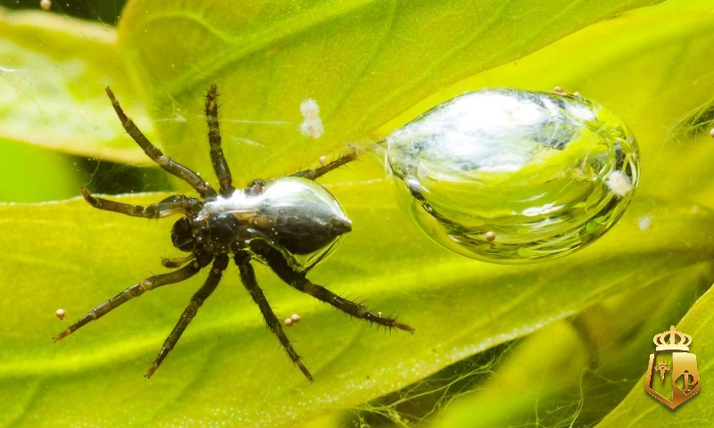 7RsyIV7qpA - Con nhện số mấy thì ăn tiền - Typhu88
