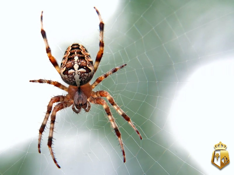 H0byTm6Hwl - Con nhện số đề và sự gợi ý thú vị liên quan đến các con số của typhu88
