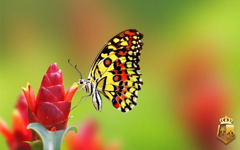 Sru6iDBQSV - Con bướm số mấy thì ăn tiền - Tỷ phú 88