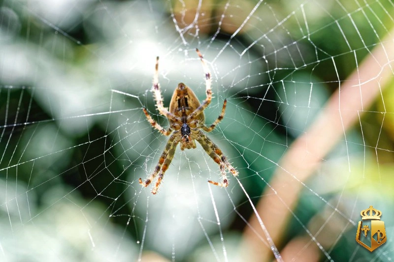 WoEfTOD7cn - Con nhện số đề và sự gợi ý thú vị liên quan đến các con số của typhu88