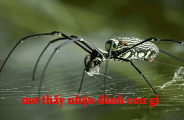 image1 9 - Mơ thấy con nhện đánh con gì? Con nhện là số mấy?