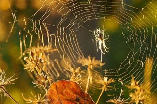 image3 9 - Mơ thấy con nhện đánh con gì? Con nhện là số mấy?