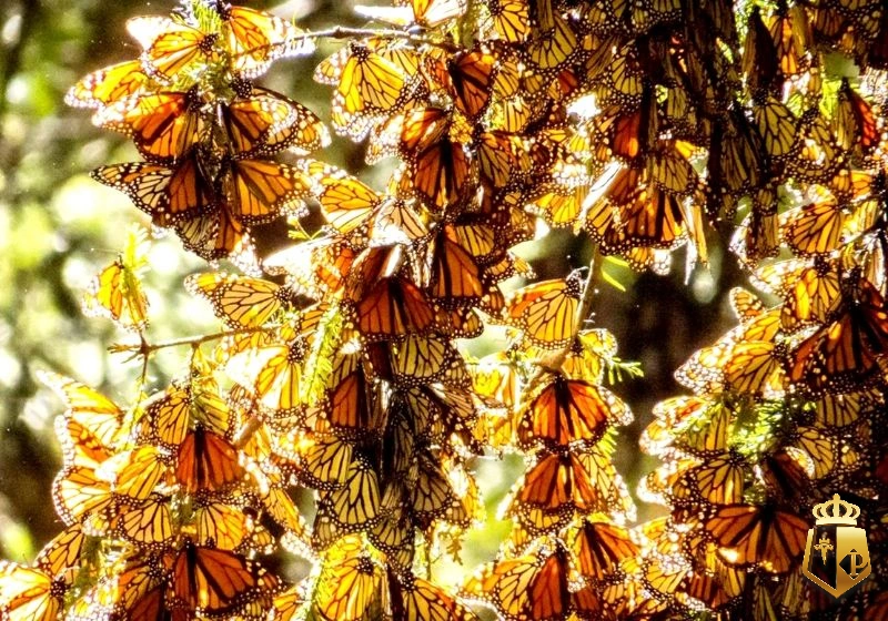 kR6SUPmcoF - Con bướm số mấy thì ăn tiền - Tỷ phú 88