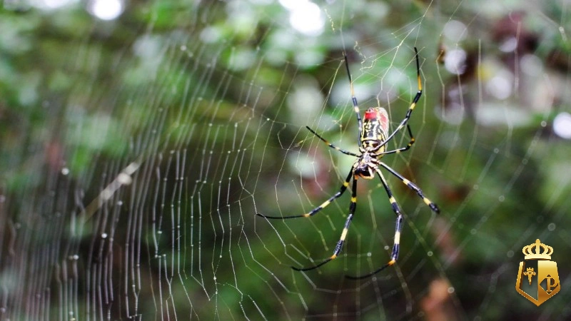 mSjZEUQYTW - Con nhện số mấy thì ăn tiền - Typhu88