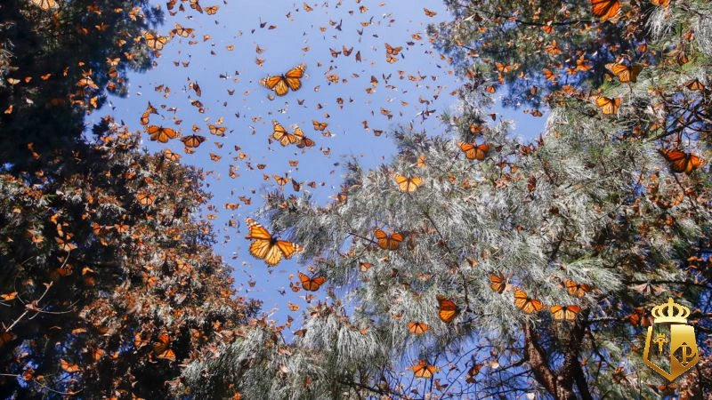 osizLLCAqH - Con bướm số mấy thì ăn tiền - Tỷ phú 88