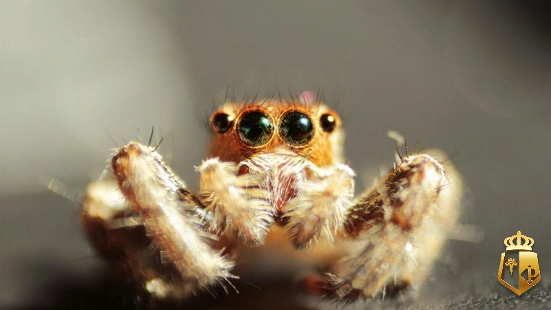 vyb7f74AsV - Con nhện số mấy thì ăn tiền - Typhu88