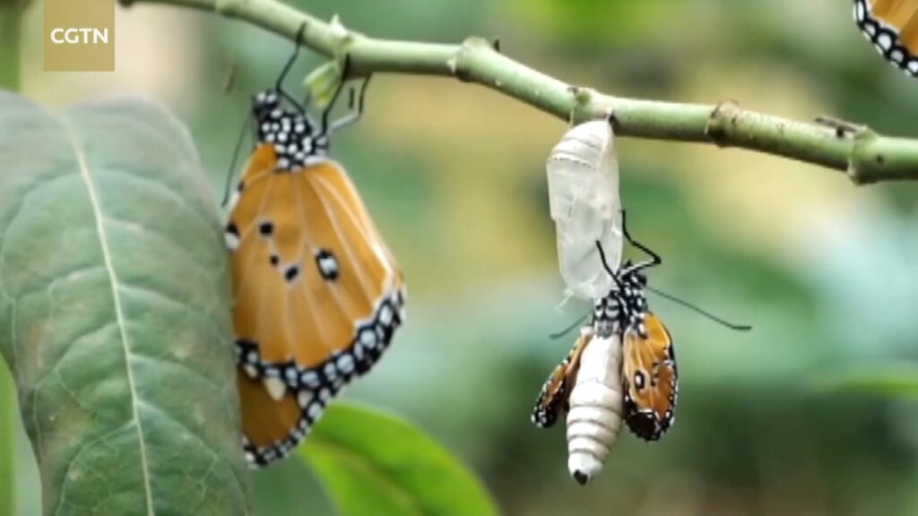 Mơ thấy bươm bướm làm sao - lời khuyên của Typhu88