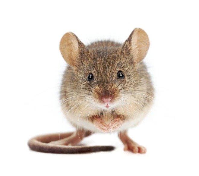 Chuột số mấy - Mơ thấy chuột báo hiệu điềm gì?