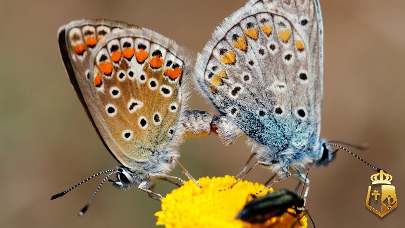 ehwz91HiyS - Mơ thấy bươm bướm làm sao - lời khuyên của Typhu88