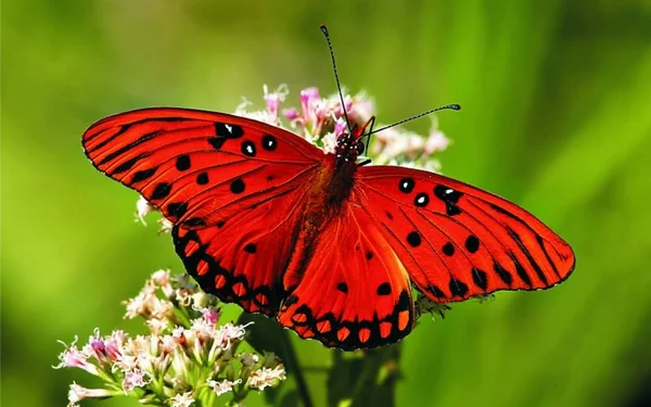 image1 1 - Mơ thấy bươm bướm đánh con gì? Con số may mắn tương ứng