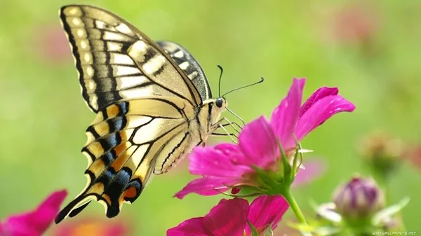 image2 1 - Mơ thấy bươm bướm đánh con gì? Con số may mắn tương ứng
