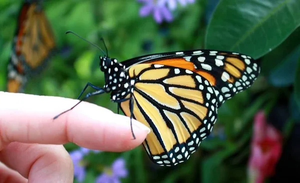 image3 1 - Mơ thấy bươm bướm đánh con gì? Con số may mắn tương ứng