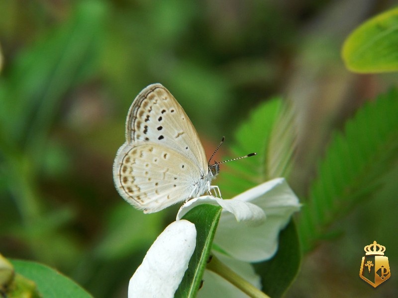mHuyZNBigq - Mơ thấy bươm bướm làm sao - lời khuyên của Typhu88
