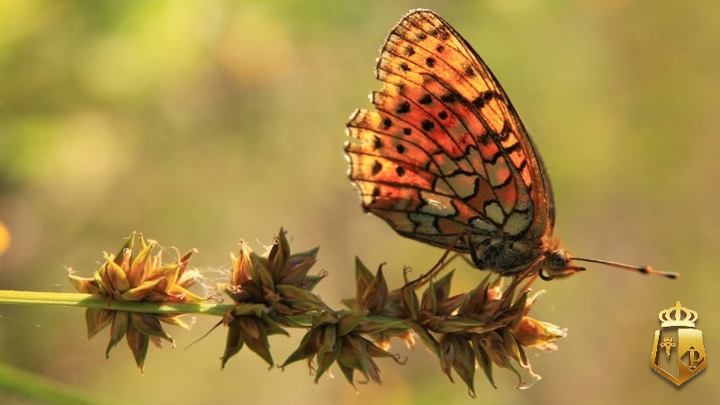yJfBqnaGcg - Mơ thấy bươm bướm làm sao - lời khuyên của Typhu88