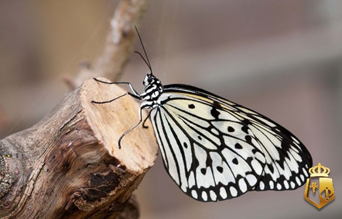 39cSkKqaQF - Thấy bươm bướm đánh con gì? Giải mã về giấc mơ liên quan đến bươm bướm
