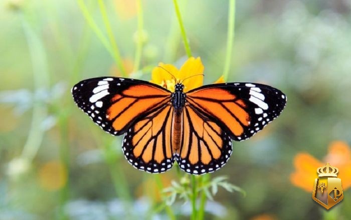 hbY8lLD7g5 - Thấy bươm bướm đánh con gì? Giải mã về giấc mơ liên quan đến bươm bướm