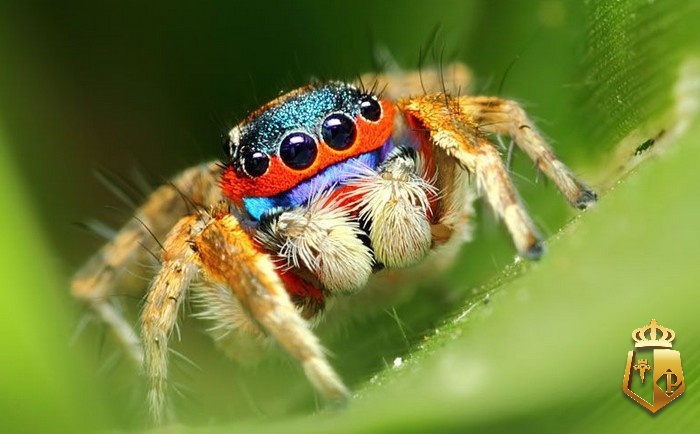puYXd8FmzD - Số con nhện - giải đáp 7 điềm báo và con số lô đề đẹp