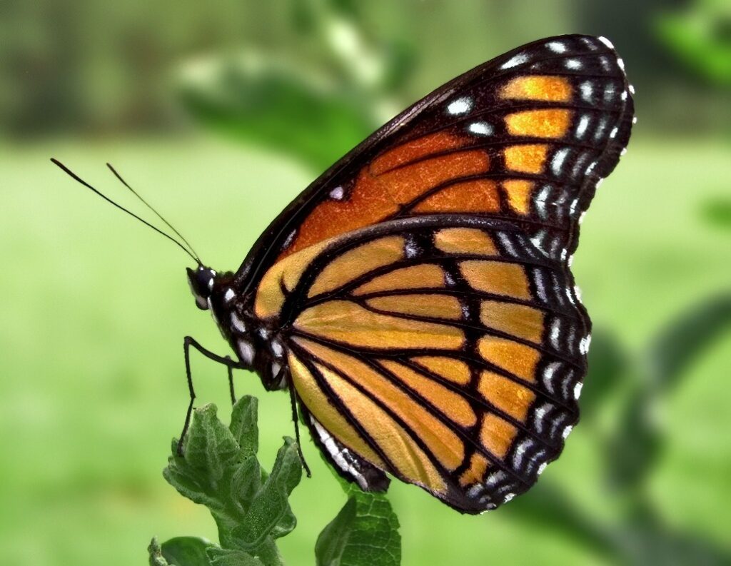 Thấy bươm bướm đánh con gì? Giải mã về giấc mơ liên quan đến bươm bướm